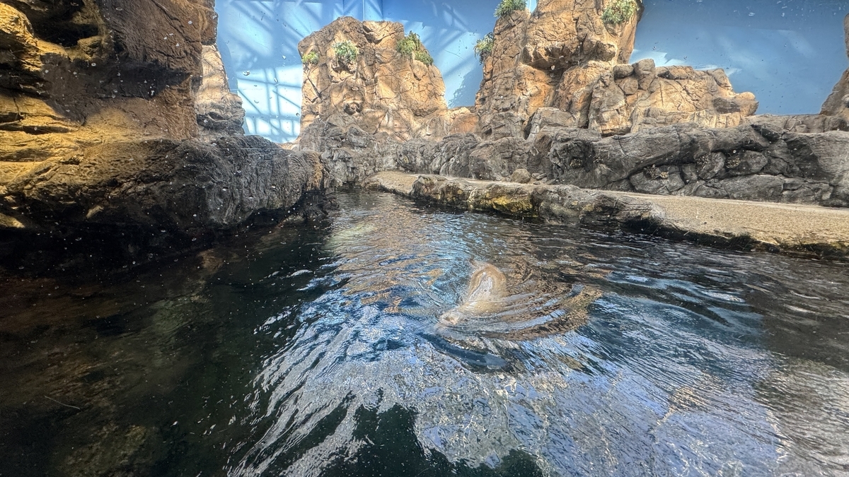 몬터레이만 전시에서 힘차게 헤엄치는 캘리포니아바다사자