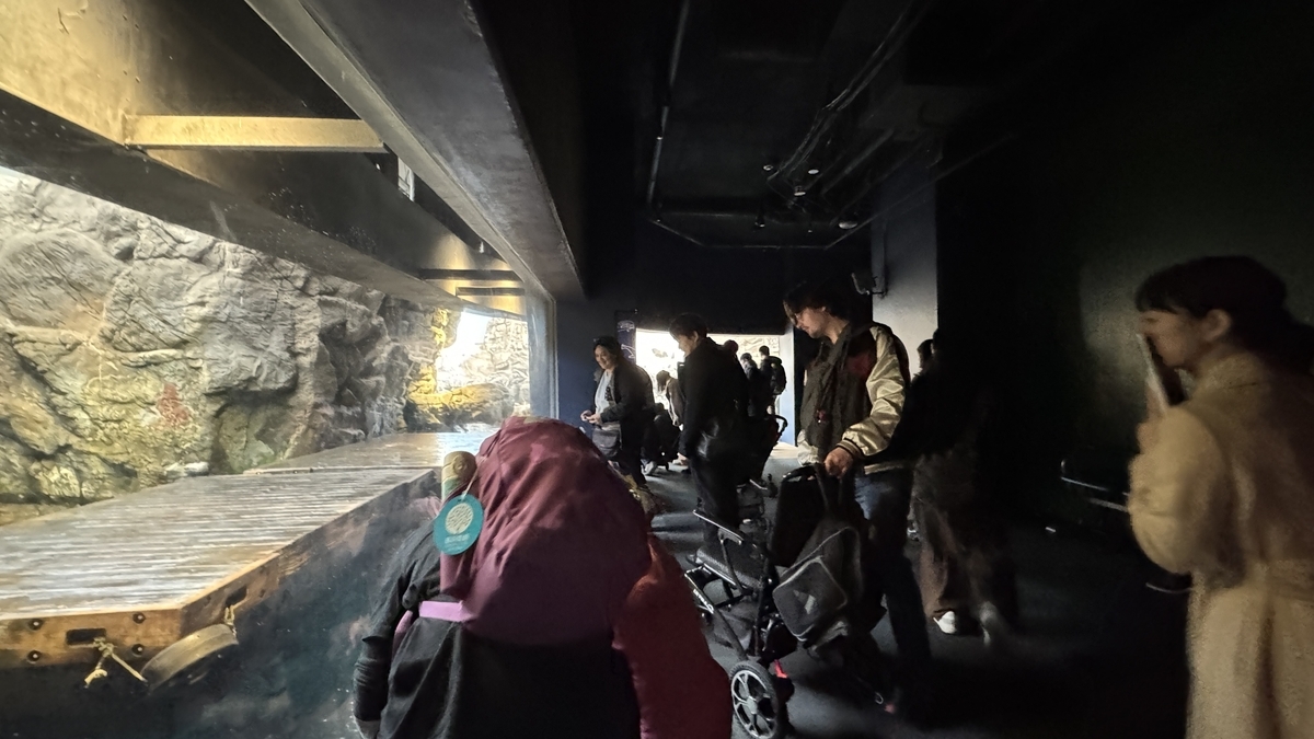 몬터레이만 수조를 미끄러지듯 지나가는 캘리포니아바다사자 옆모습