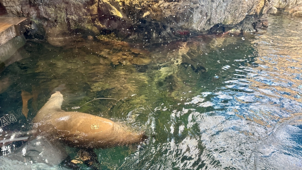 관람객 앞을 유유히 지나가는 바다사자와 수조 앞 인파