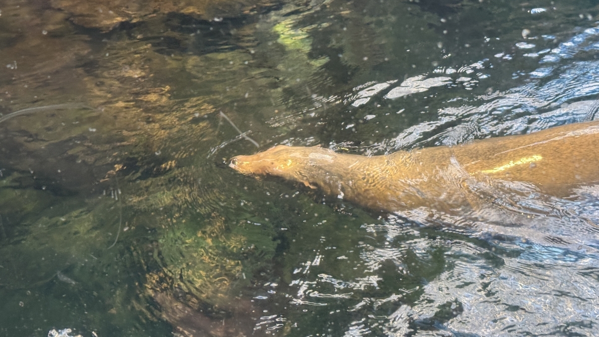 몬터레이만 수조 안에서 방향을 바꾸는 바다사자 뒷모습