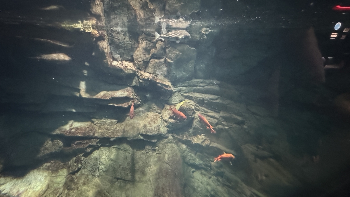 파나마만 전시에서 붉게 빛나는 아카마츠카사 무리