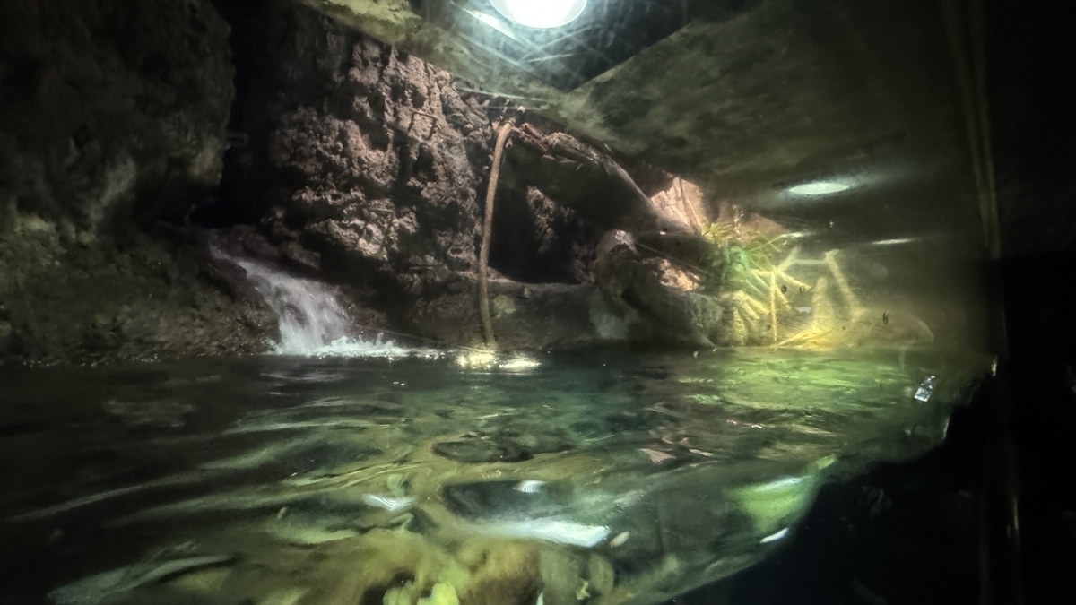 에콰도르 열대우림 수조에서 헤엄치는 민물고기