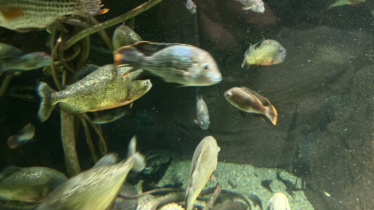 에콰도르 열대우림 전시의 수중으로 뻗어 나가는 식물