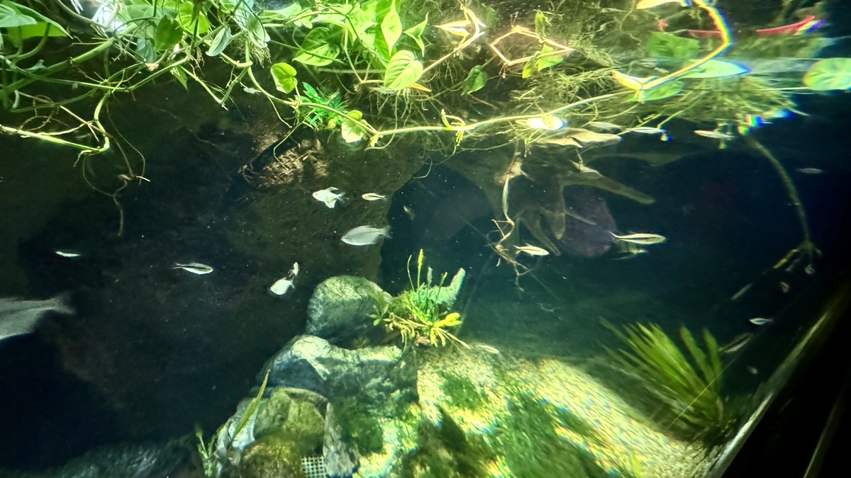 에콰도르 열대우림 전시에서 수면에 떠 있는 식물