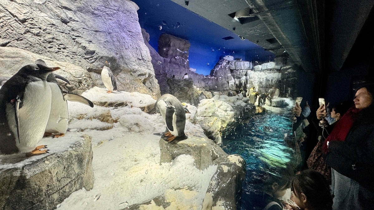 남극대륙 전시의 얼음과 눈 환경을 재현한 공간