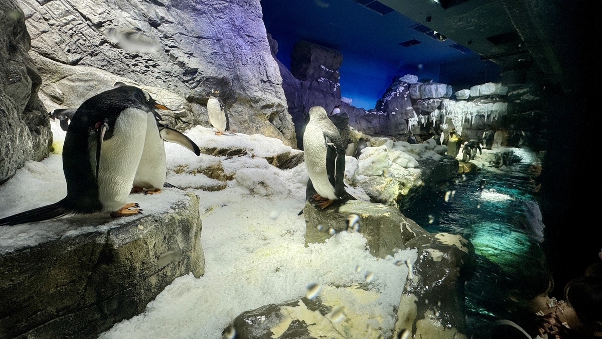 남극대륙 전시에서 가만히 서 있는 펭귄의 사랑스러운 모습