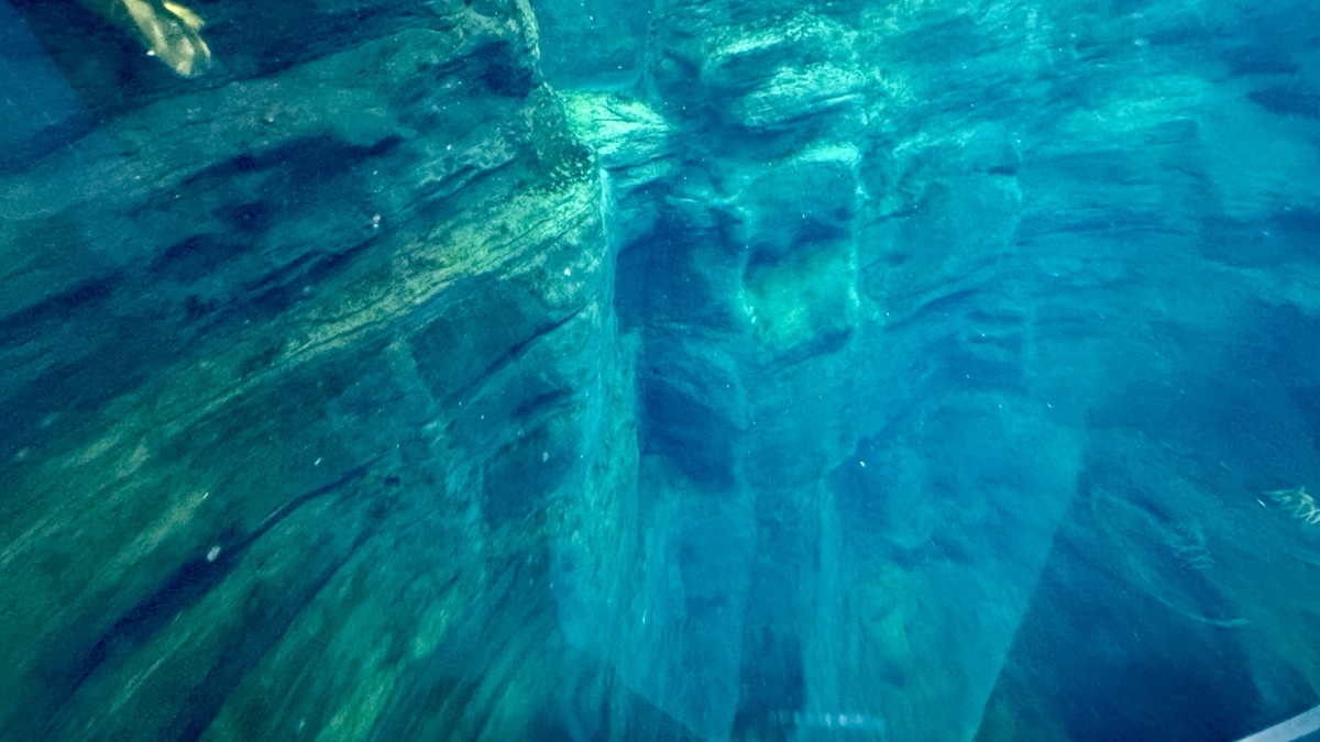 태즈먼해 전시를 빠르게 헤엄치는 낫돌고래