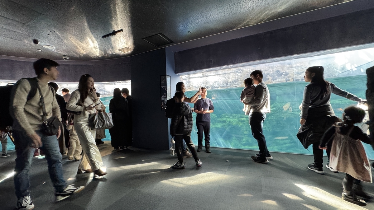 태즈먼해의 넓은 수조를 무리 지어 이동하는 돌고래