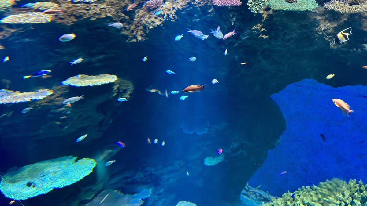 산호초 사이를 오가는 열대어와 바닷속의 다채로운 색채