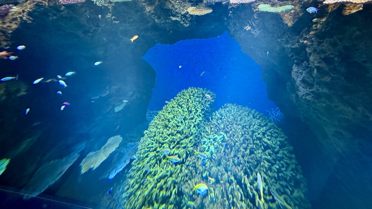 입체적으로 구성된 산호초 레이아웃과 물고기의 유영