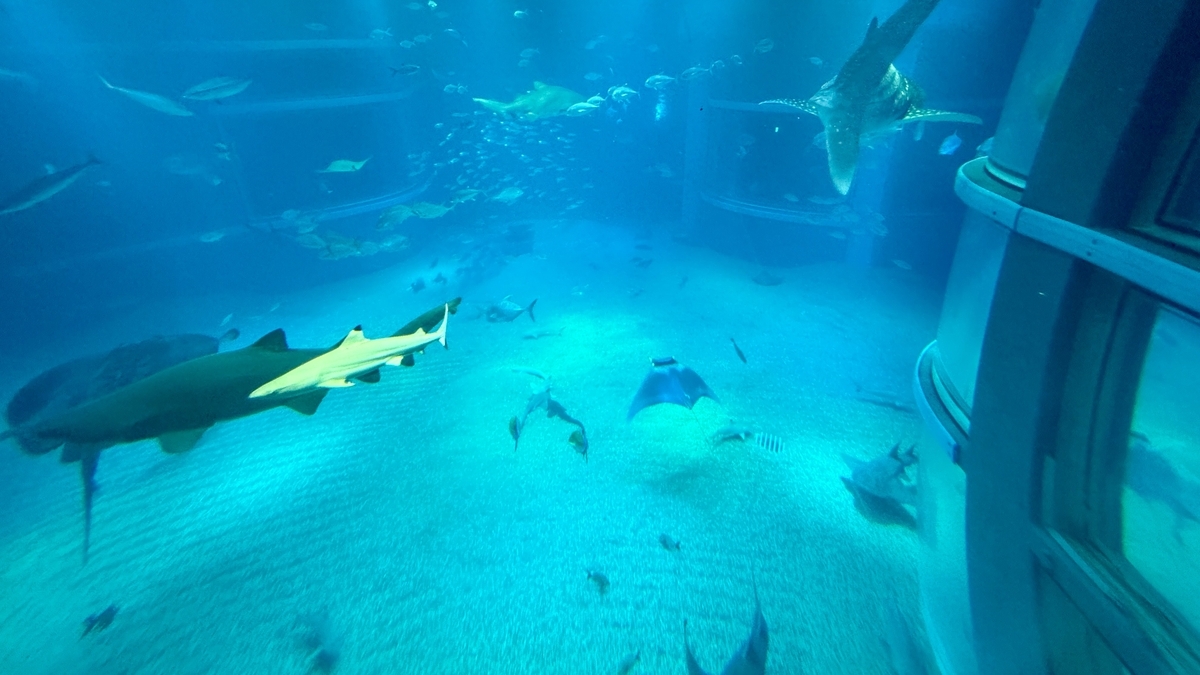 태평양 수조 중층을 회유하는 어군의 흐름