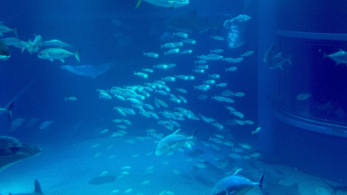 태평양 수조를 미끄러지듯 유유히 헤엄치는 대형 가오리