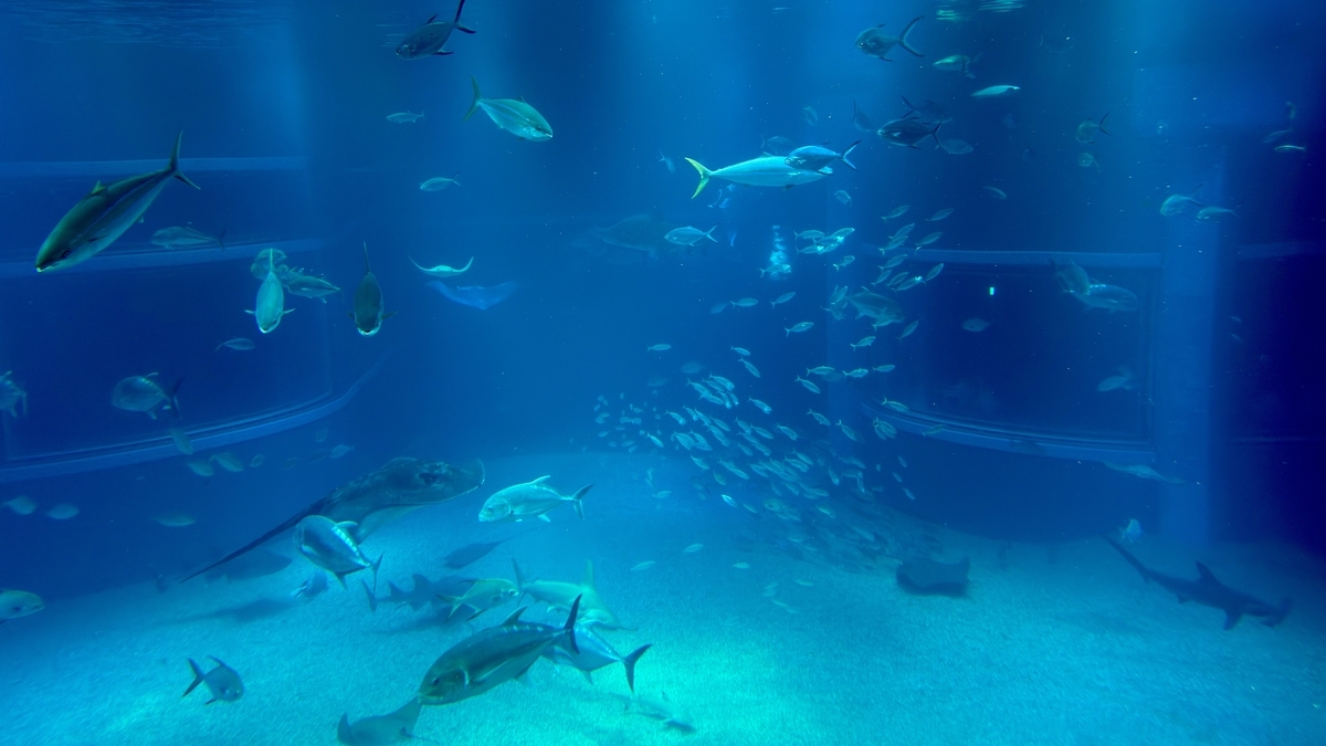 태평양 수조에서 서로 다른 어종이 교차하며 헤엄치는 모습