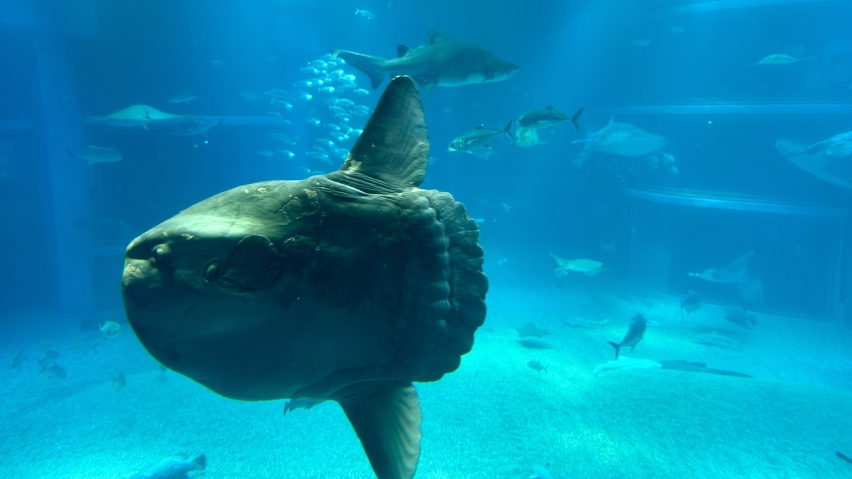 태평양 수조에서 존재감을 뽐내는 인기 스타 개복치