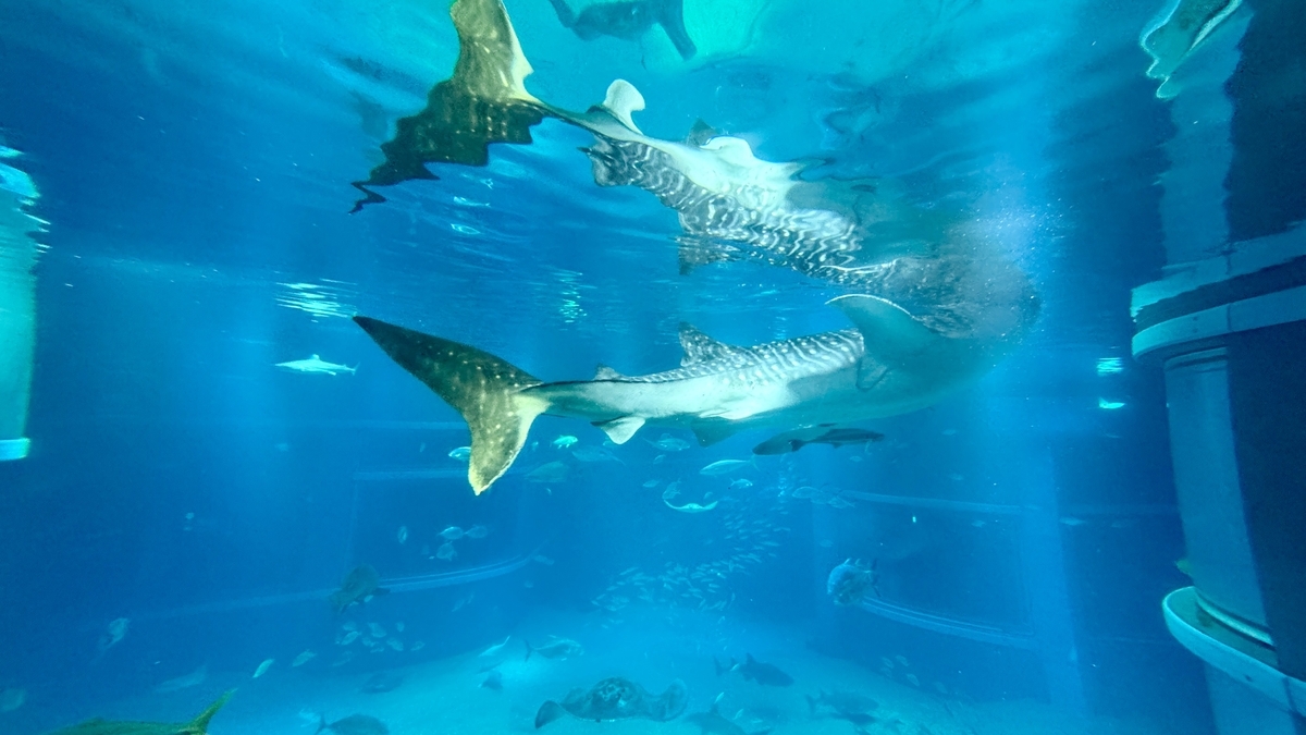 태평양 수조에서 유유히 회유하는 고래상어