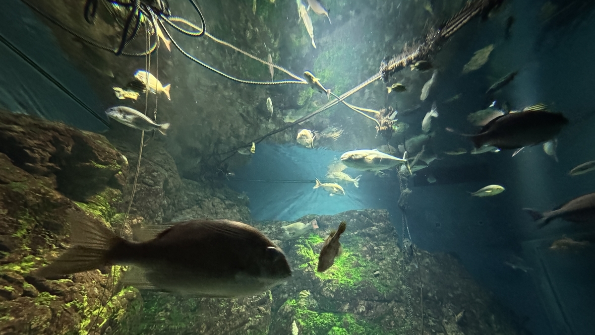 세토 내해 전시의 바위 지형 주변을 헤엄치는 물고기들