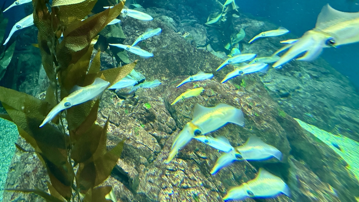 특설 수조에 전시된 아오리이카의 유영 모습