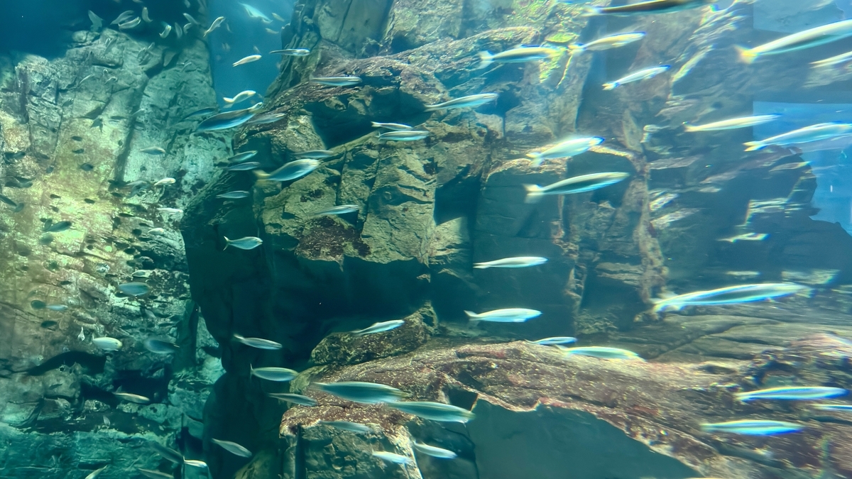 칠레의 암초 지대 전시에서 소용돌이를 그리는 정어리 유성군