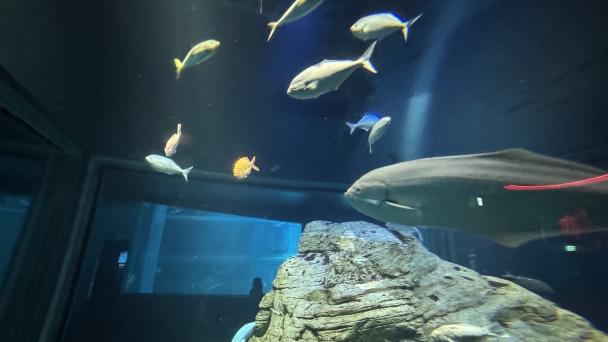 쿡 해협 전시에서 볼 수 있는 화려한 색깔의 어종들