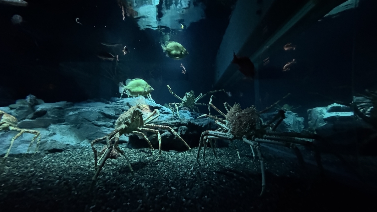 일본 해구 전시에서 심해 환경을 재현한 수조 풍경