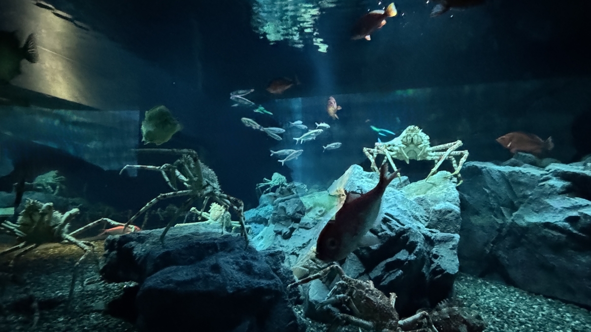 어두운 일본 해구 수조를 헤엄치는 심해 생물