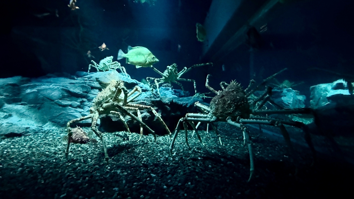 일본 해구 전시에서 박력 넘치는 키다리게