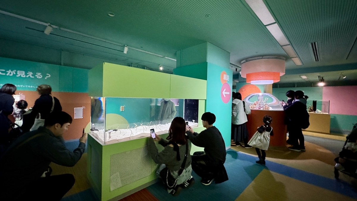 규귯토 큐트 전시에서 볼 수 있는 흰동가리