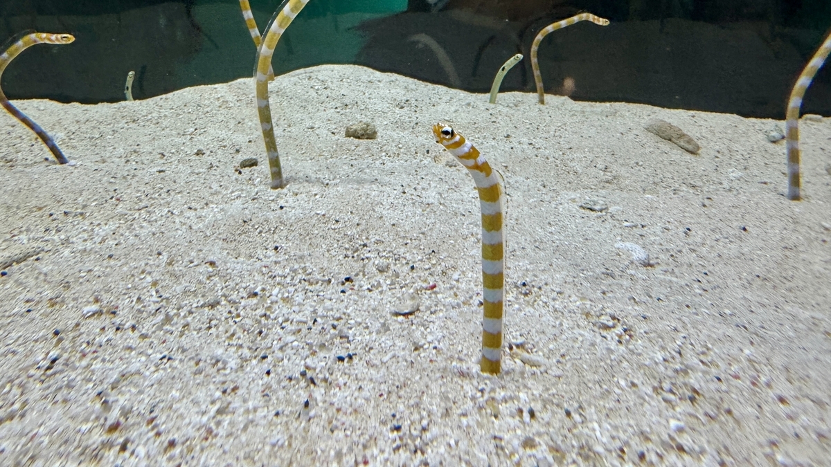 규귯토 큐트의 소형 수조에 모여 있는 물고기들