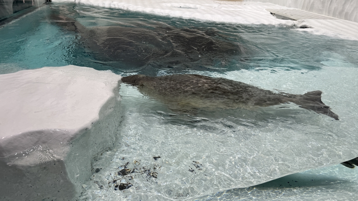 북극권 전시에서 전시 중인 고리무늬물범