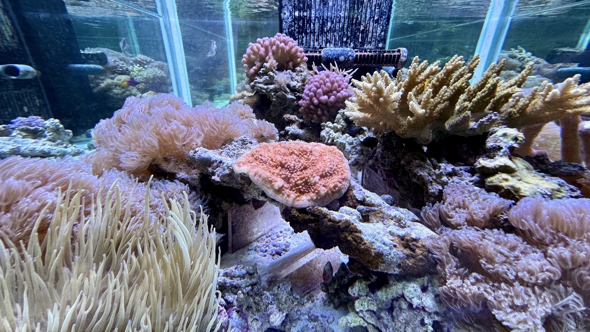 이노치 구루구루 산호전에서 배양 중인 화려한 산호
