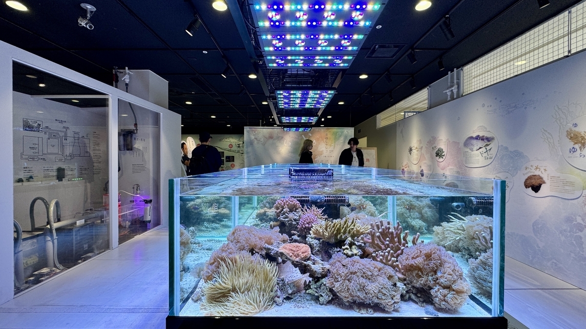 산호전 수조 사이를 빠져나가는 작은 물고기 떼