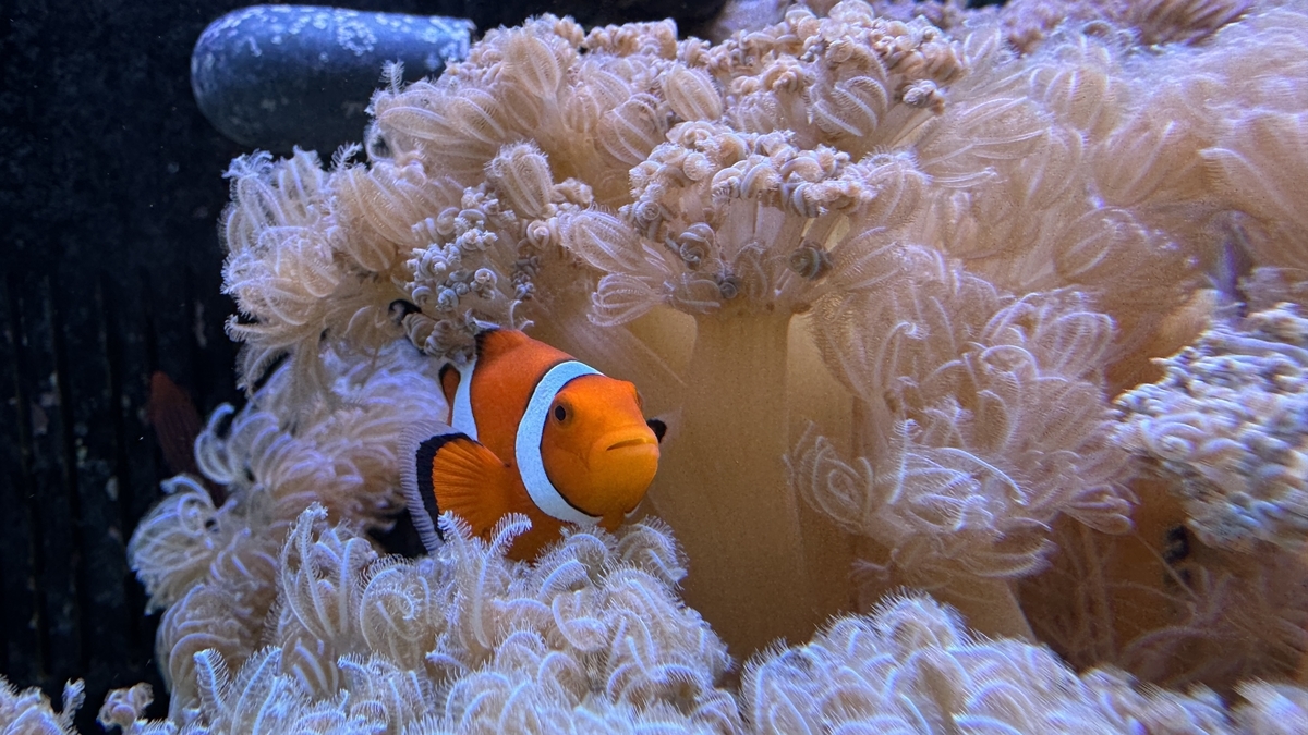 산호전에서 살아 있는 산호가 펼쳐진 수중 경관