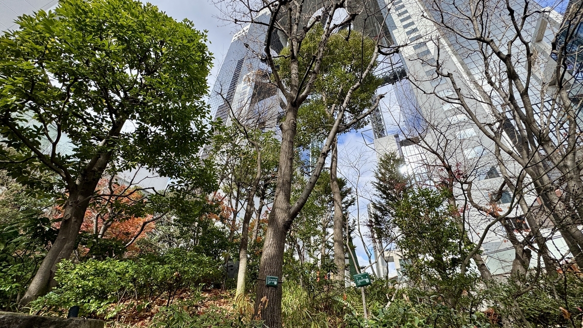 從中自然之森的樹木間望見的梅田藍天大廈