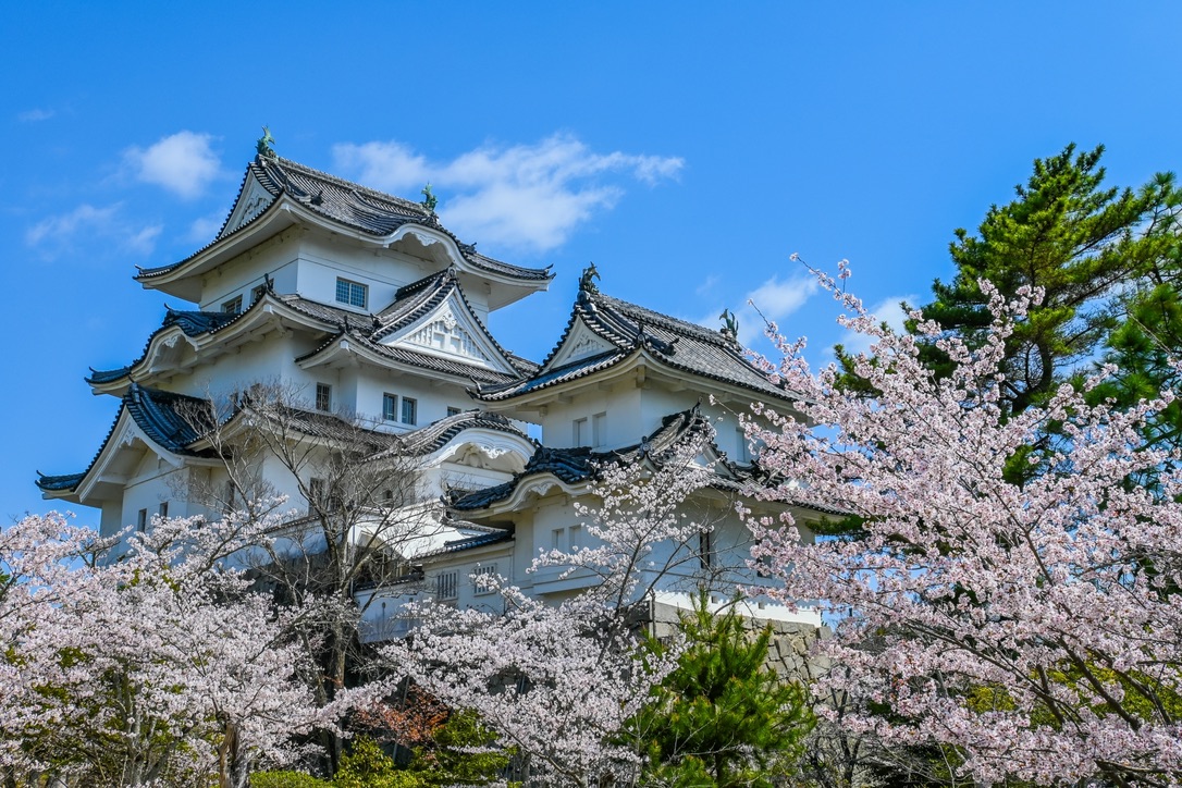 푸른 하늘과 벚꽃에 둘러싸인 하얀 성