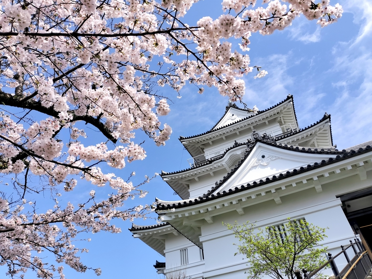 桜越しに見上げる白壁の小田原城天守閣