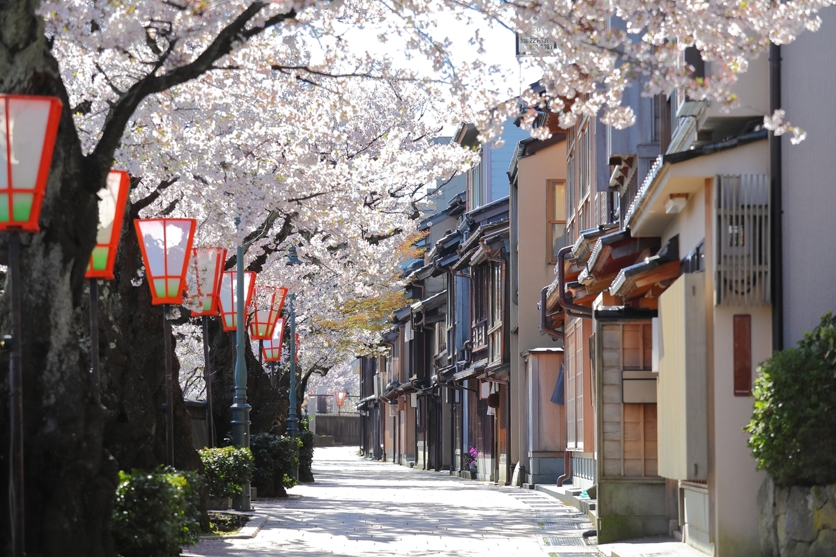 The riverside street of Kazuemachi Chaya District lined with cherry blossoms in full bloom and paper lanterns
