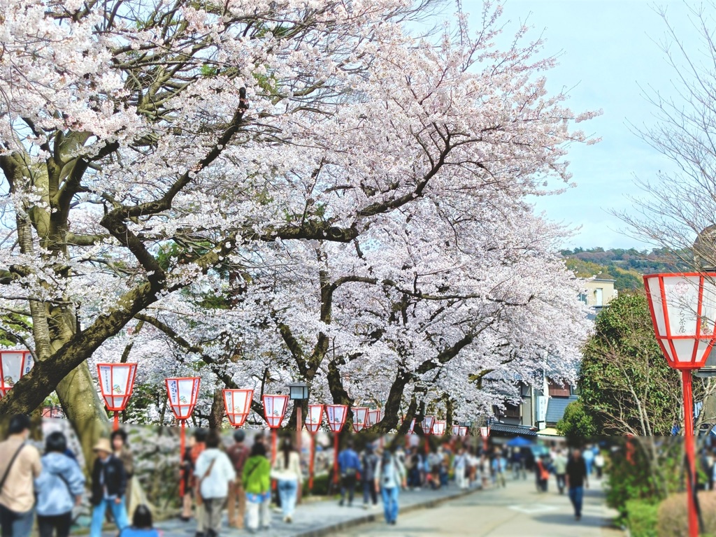 만개한 벚꽃과 봉보리 등이 늘어선 겐로쿠엔의 봄 산책로